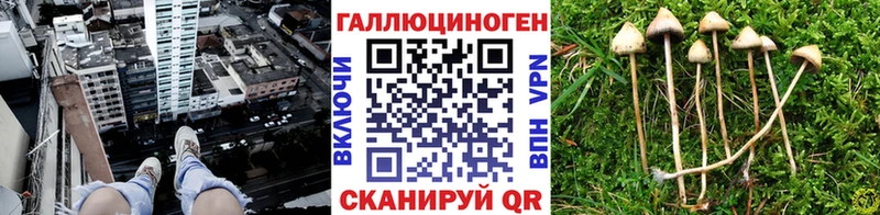 нарко площадка как зайти  Тайга  Галлюциногенные грибы Psilocybine cubensis 